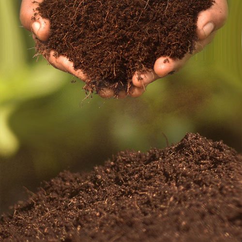 Cow Dung Powder